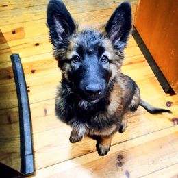 Belgian Tervuren Puppies from Chocorua Working Belgians