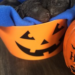 Poodle Puppies from Oakridge Standard Poodle