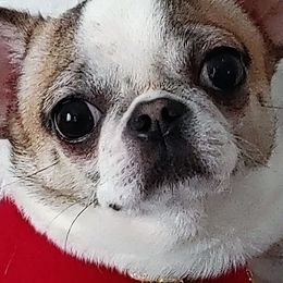 BULKA - Chihuahua