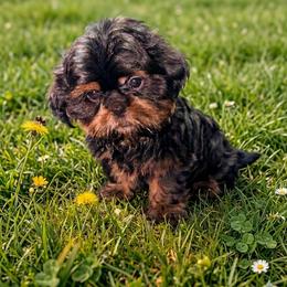 Nicholas - Black and tan male Shih Tzu puppy in Port Huron, Michigan from Shih Tzu Cottage