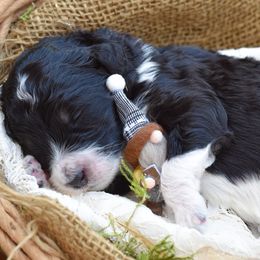 Girl 4 - female Bordoodle puppy in Tillamook, Oregon from Oregon Bordoodles