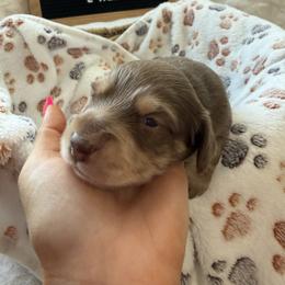 Dachshund Puppies from Lone Star Dachshunds