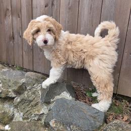 Marcie - Apricot female Aussiedoodle puppy in Cumberland, Rhode Island from W Doodle Crew