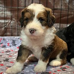 Treasure - Sable male Bernedoodle puppy in Kansas City, Missouri from Beary GoldenDoodles