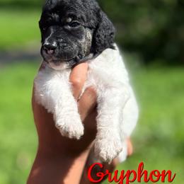 Gryphon - Parti male Poodle puppy in Independence, Kansas from Malone Standard Poodles