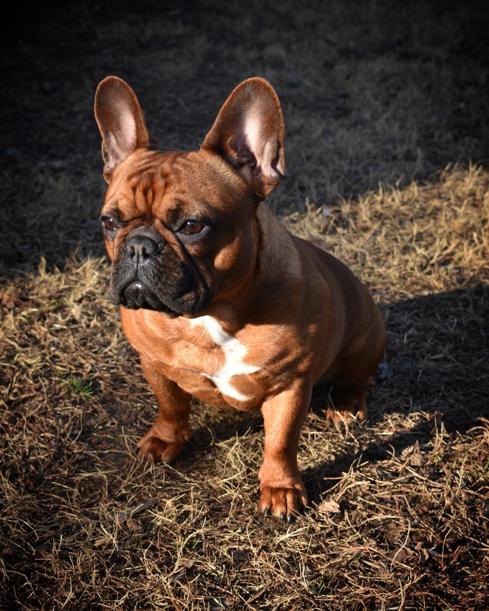 Provo, Blue and Tan French Bulldog Male