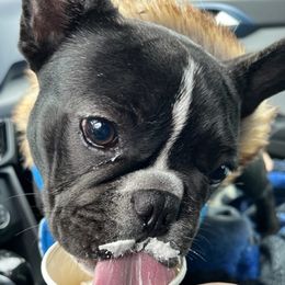Huxley - French Bulldog