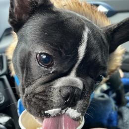 Huxley - French Bulldog