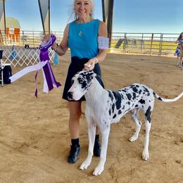Clem - Great Dane