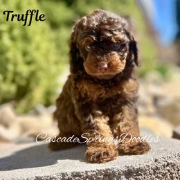 Truffle - Chocolate male Cavapoo puppy in Utah County, Utah from Cascade Springs Doodles