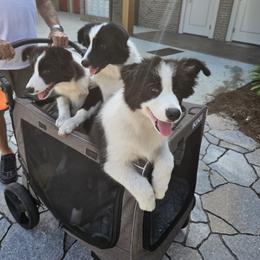 Juggie - Black and white male Border Collie puppy in Wildwood, Florida from Isle Breez Border Collies