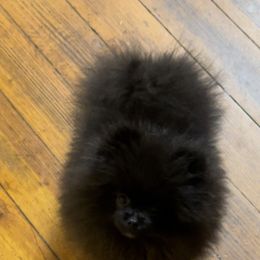 Pomeranian Puppies from Silver’s Reigning Heir Poms