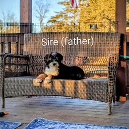 Goldendoodle Puppies from Southern Star Goldendoodles