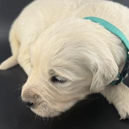 Sadie - Light golden female Golden Retriever puppy in Marshfield, Missouri from Charm Puppies
