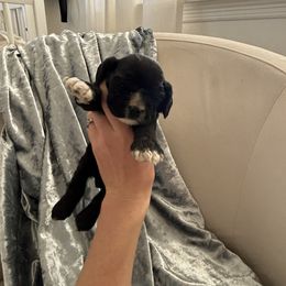 Jessie - Black and white female Cocker Spaniel puppy in Tucson, Arizona from Desert Puppies