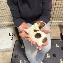 Boy 2 - Brown and white male Jack Russell Terrier puppy in Greeneville, Tennessee from Wampler Jacks