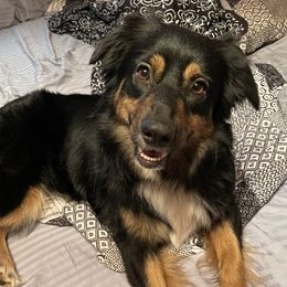 Katie - Australian Shepherd