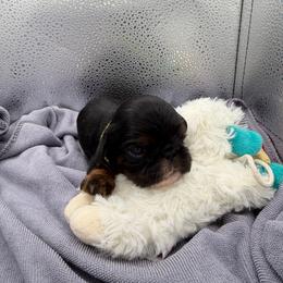 Tinkerbell - Black and tan female English Toy Spaniel puppy in Pennsylvania from Enchanting Charlies