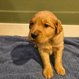 Frost (blue collar) - Dark golden male Golden Retriever puppy in Tenino, Washington from Oak River Goldens'