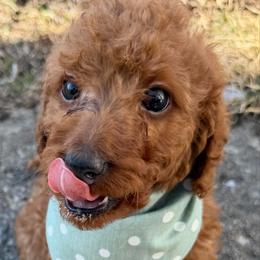 Toby - Apricot male Goldendoodle puppy in Centralia, Missouri from Oodles Of Doodles Mo.