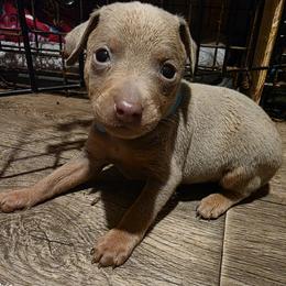BLFM1 9-26 Light Blue - Fawn (isabella) and tan male Miniature Pinscher puppy in Middle Point, Ohio from Knisely's Min Pins-AKC