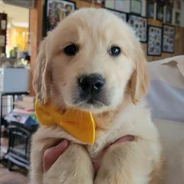 Yellow collar - Light golden male Golden Retriever puppy in Brush Prairie, Washington from Paradise Peaks