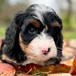 Bernedoodle puppies from Butter Cup Pups and Paws