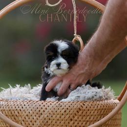Chantilly - Tri-color female Bernedoodle puppy in Denham Springs, Louisiana from GimiPup Doodles