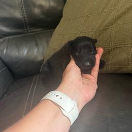 Male 3 - Black male German Shepherd puppy in Denver, Colorado from Morales Kennels