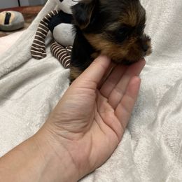Yorkshire Terrier Puppies from Katie’s Yorkies
