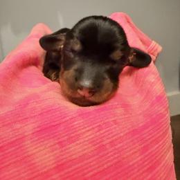 Winnie - Black and tan female Dachshund puppy in Alva, Florida from Salty C's Dachshunds