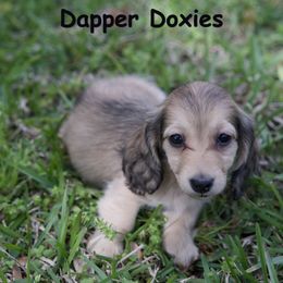 Creme Brulee - Cream Dachshund puppy in Zephyrhills, Florida from Dapper Doxies