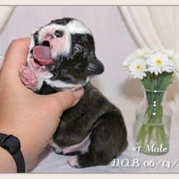 Boy 1 - Black brindle and white male Boston Terrier puppy in North Central, Vermont from Windy Valley’s Bostons