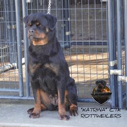 La Katrina - Rottweiler