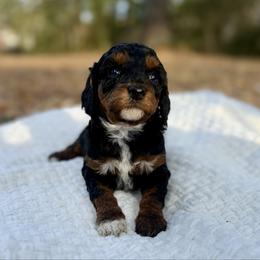 Eowyn - Brown white and tan female Cockapoo puppy in Tallahassee, Florida from Panhandle Pups