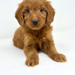 BOOM - Red  male Goldendoodle puppy in Davison, Michigan from Dreaming Doodles