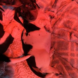 Dachshund Puppies from Starr Mini Dachshunds