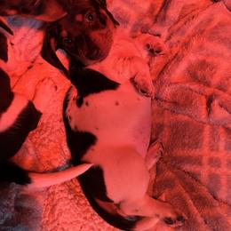 Dachshund Puppies from Starr Mini Dachshunds