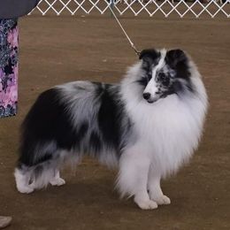 Gunner - Shetland Sheepdog
