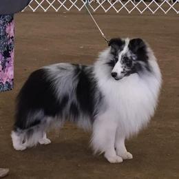 Gunner - Shetland Sheepdog