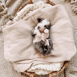Green - Merle male Bernedoodle puppy in Cold Spring, Minnesota from A.N.A. Doodles