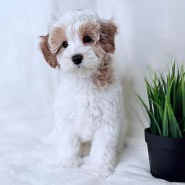 Ollie (READ FIRST) Guardianship Opportunity - Parti male Goldendoodle puppy in Portland, Oregon from Smith Family Doodles