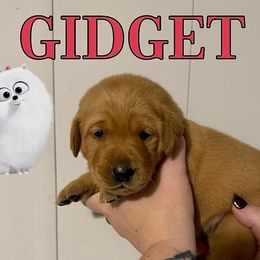 GIDGET - Yellow female Labrador Retriever puppy in Water Valley, Mississippi from Three Lakes Labs & WHDs