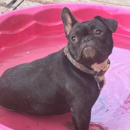 Birdie - White and brindle female French Bulldog puppy in Philadelphia, Pennsylvania from Kiki Leigh Frenchies