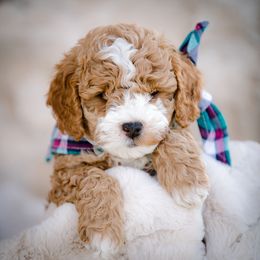 Poodle Puppies from Doodle Puppy Parti