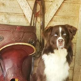 Flint - Australian Shepherd