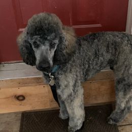 Poodle Puppies from Champion Standard Poodle pups