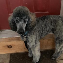 Poodle Puppies from Champion Standard Poodle pups