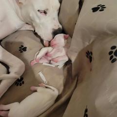 Dogo Argentino Puppies from Fates Legacy Kennels