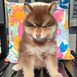 Porthos SALE 3300 - Chocolate male Pomsky puppy in Christiana, Tennessee from Smoky Mountain Pomskies